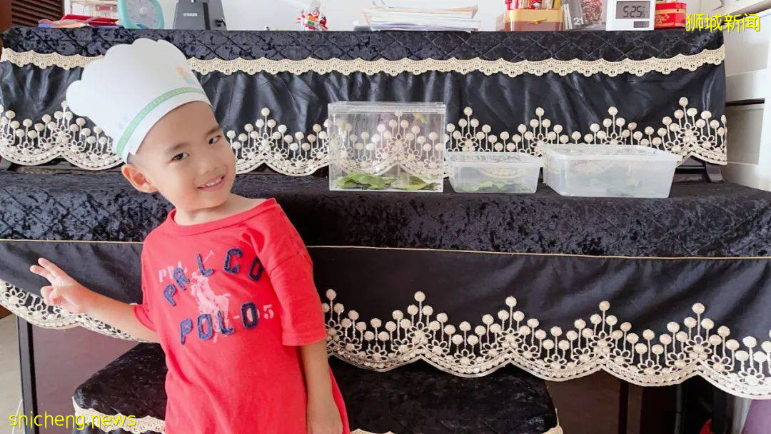 別人家養貓養狗當寵物,我兒子卻喜歡在新加坡養毛毛蟲