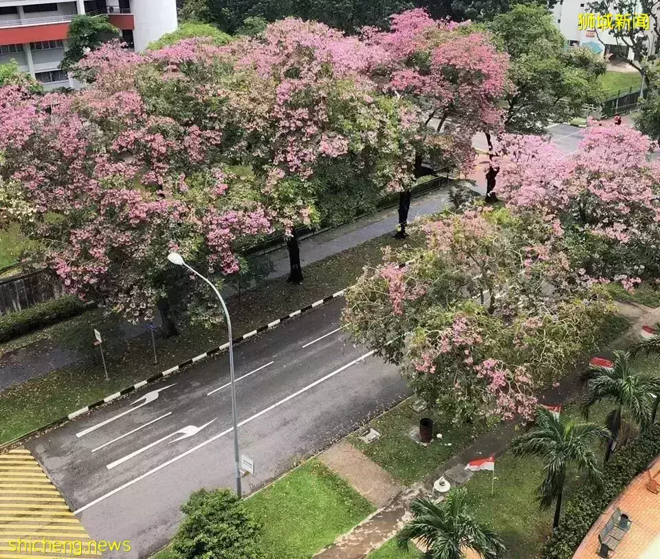 新加坡全島各地現“新加坡櫻花”景象！多種櫻花讓你一飽眼福