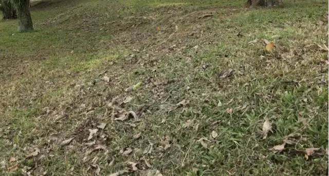 新加坡一直除草,光禿禿有更美