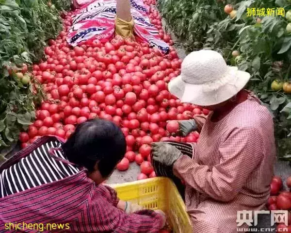 新加坡过年太贵了,鲳鱼涨到一公斤100新币!还供不应求