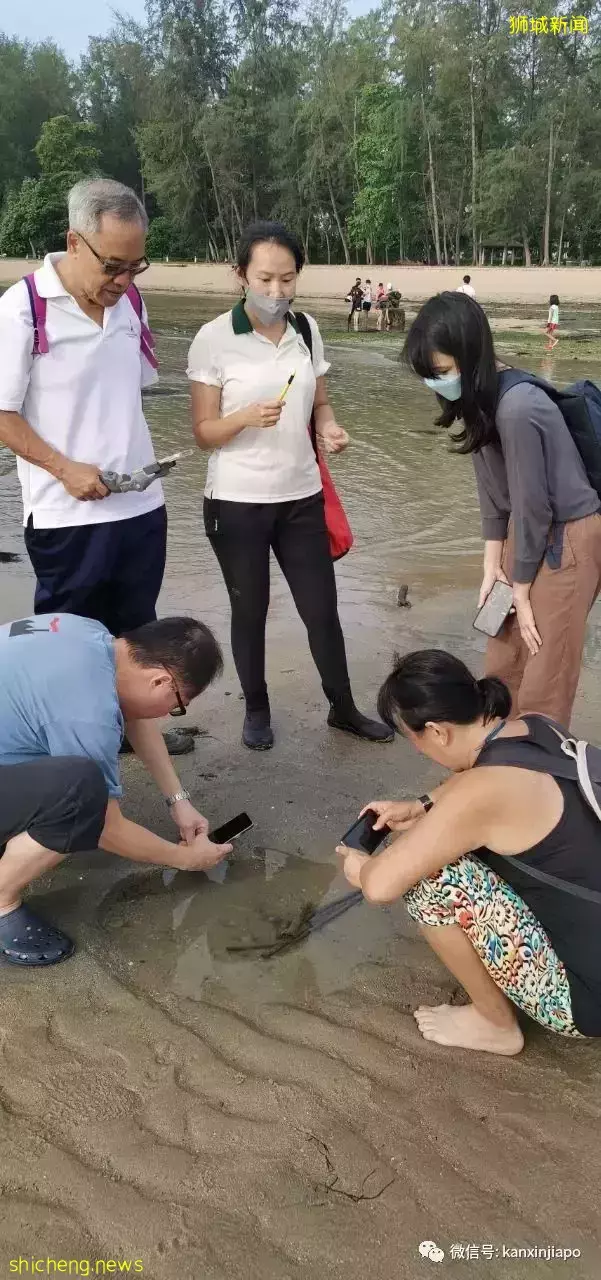 新加坡“趕海”全攻略!遇見了這麽多神奇的生物