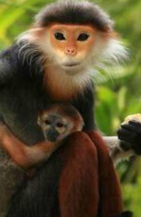 新加坡助力大禮包來襲，免費發環球影城/動物園門票啦