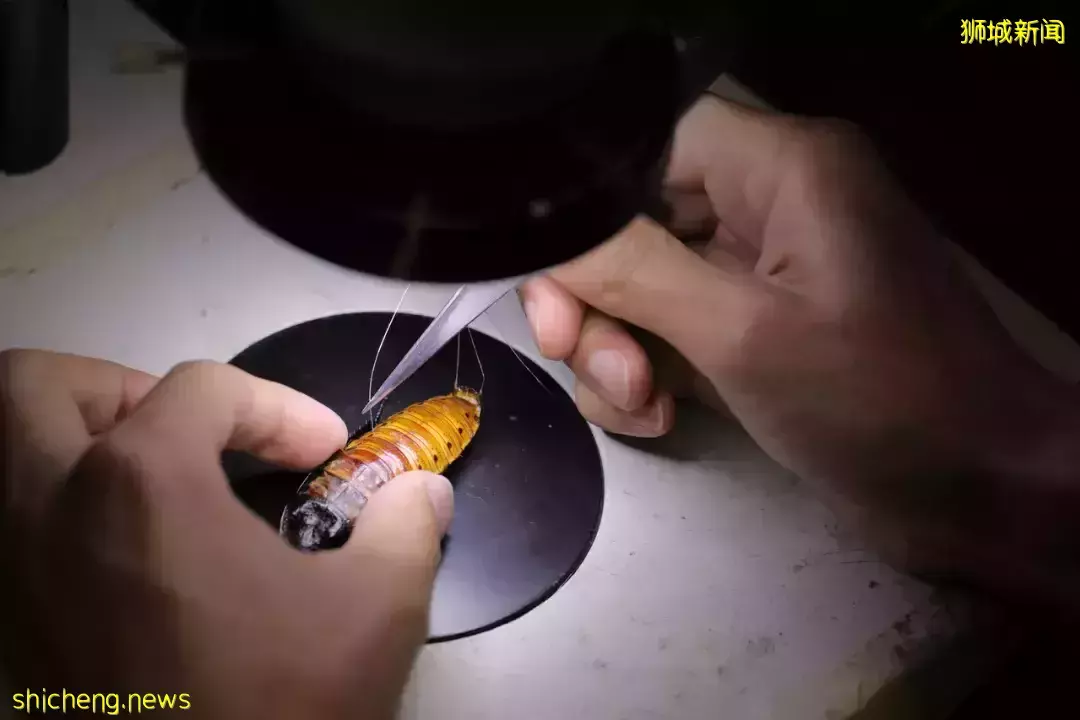 科学家研制 背装电动系统 蟑螂变身灾场搜救员 