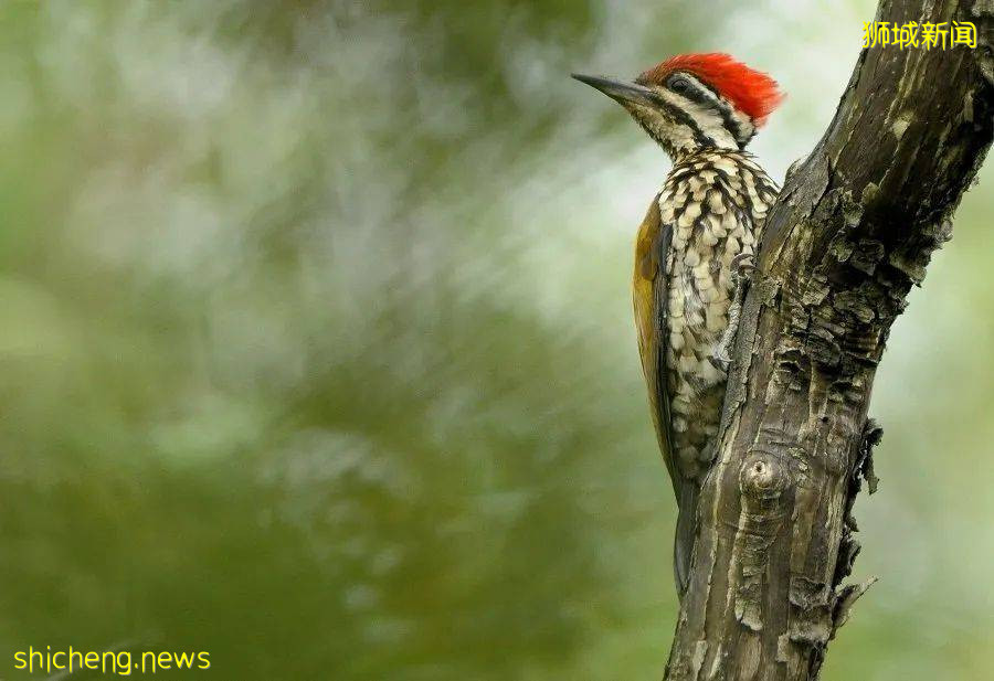 人少景美！新加坡5个自然公园推荐，第一个就心动了