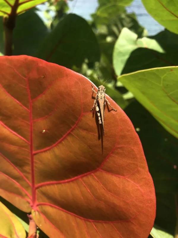 精彩国内游:新加坡南部岛屿休闲之旅