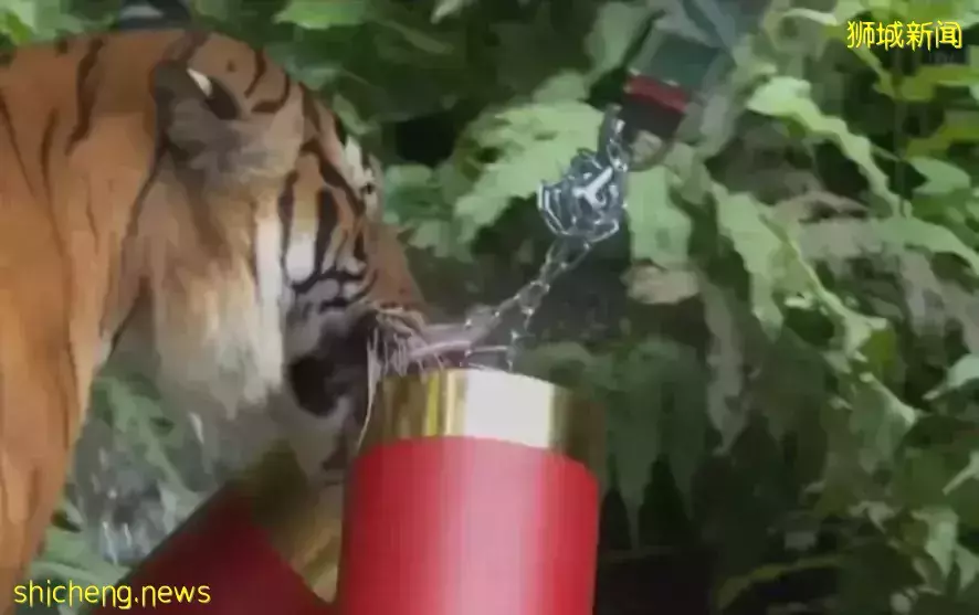 新加坡景點春節迎人潮，老虎和熊貓“叻叻”成“人氣王”