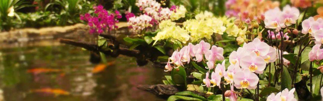 樟宜機場 “花園裏的機場”都有哪些花園呢