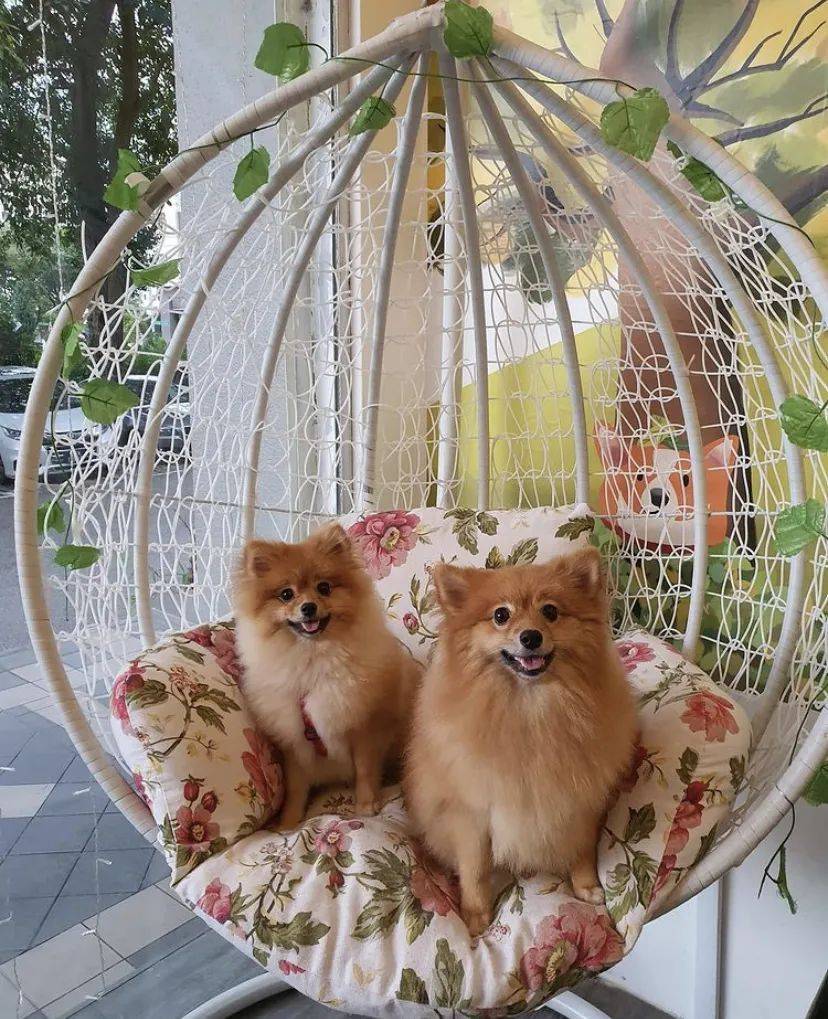 治愈系的它看一眼就愛不釋手！新加坡撸貓撸狗地圖來咯