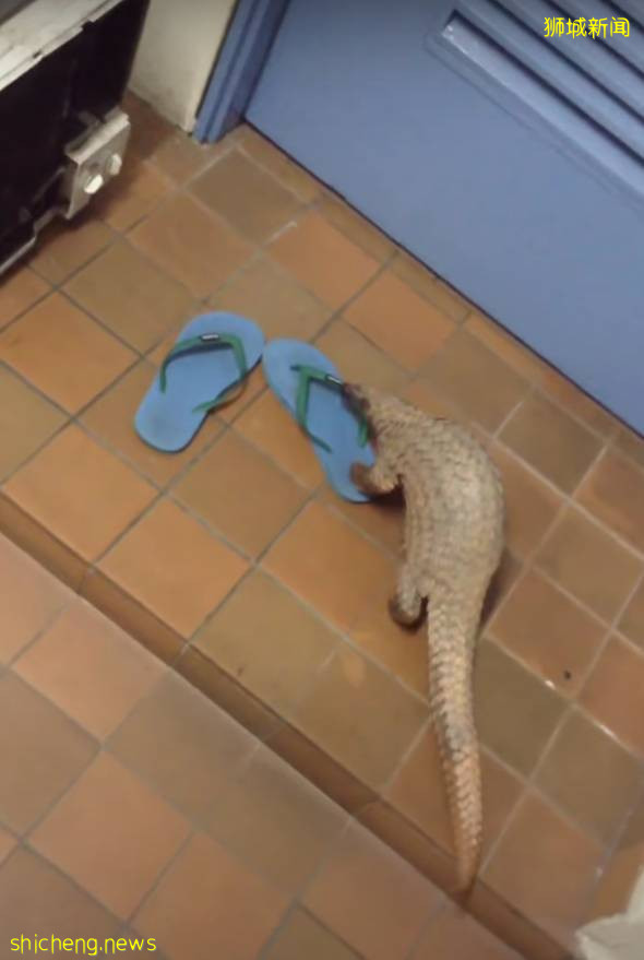 《神奇動物在哪裏之 NTU 篇》