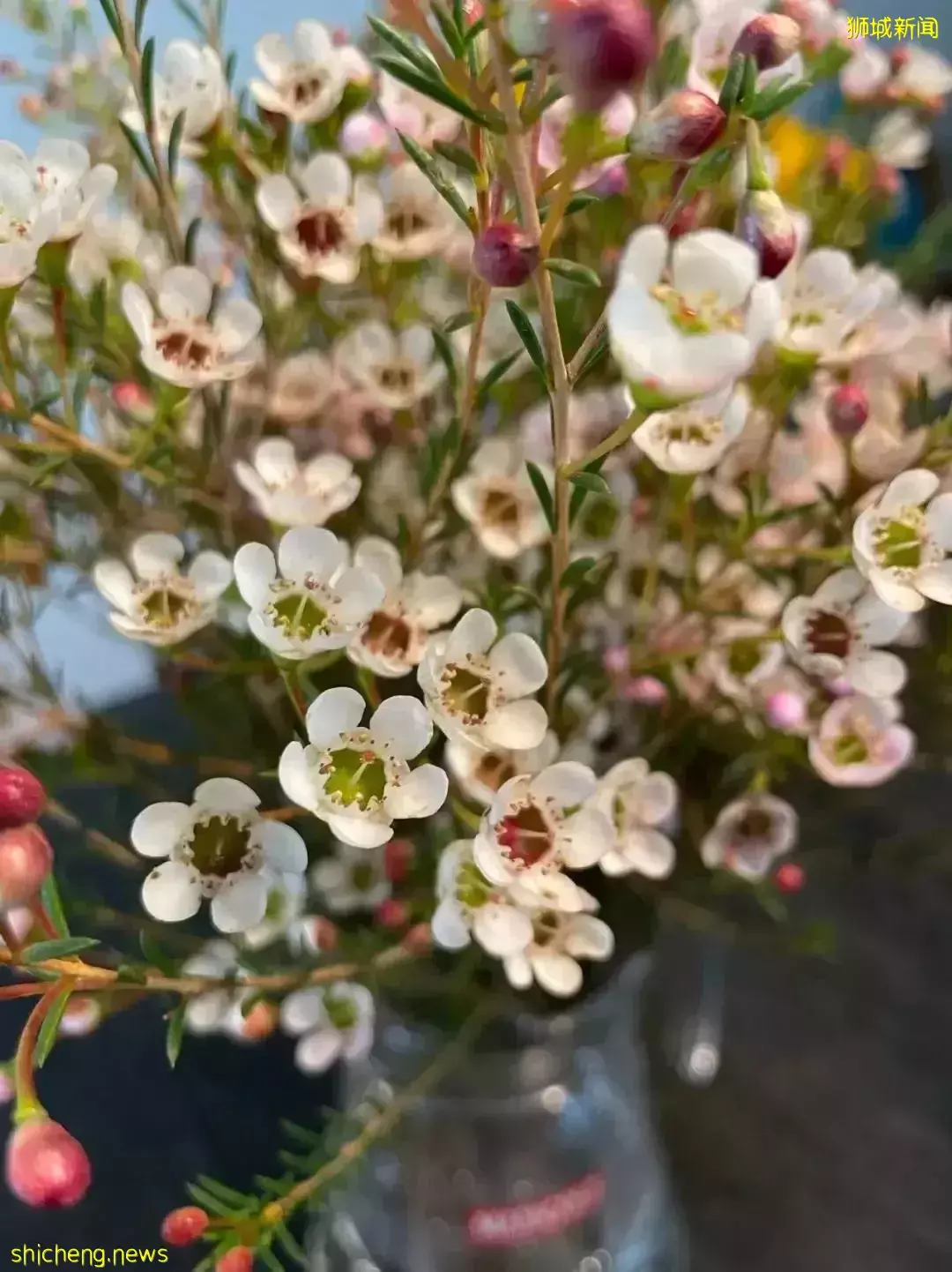 鮮花在熱帶也能養1個月？資深花友新加坡買花、養護大揭秘