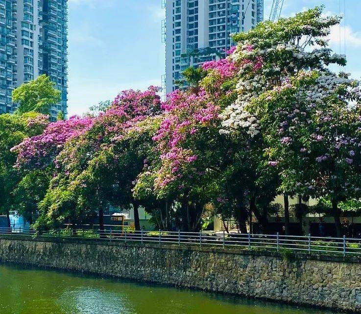 新加坡化身“樱花”仙境