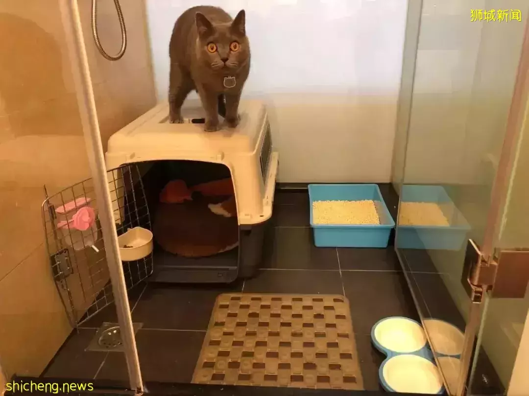 耗时6个月,隔离30天,我的宝贝终于来新加坡跟我团聚了