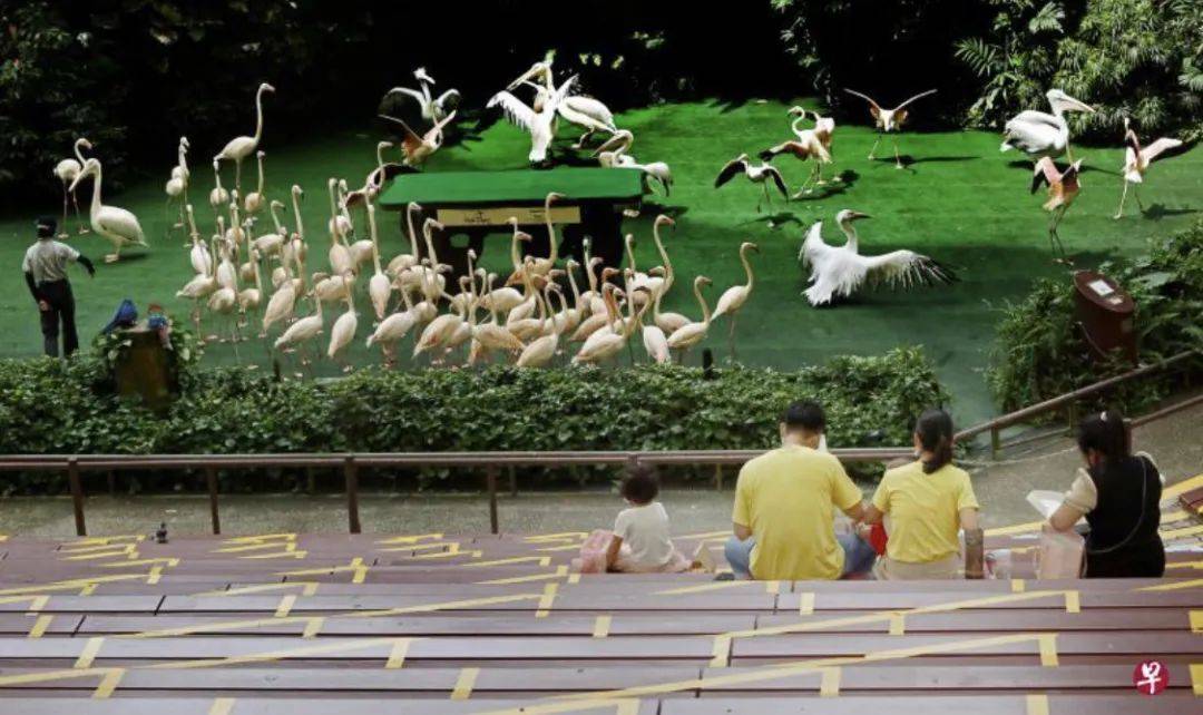 新加坡春節活動攻略!看看疫情下的春節還能去哪嗨