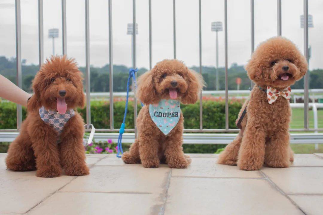 一狗難求！泰迪被炒到$11800新幣！新加坡這裏可以超便宜領養