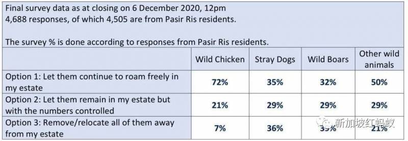 新加坡有多民主? 野鸡、流浪狗和野猪的去留,须由区内居民投票表决