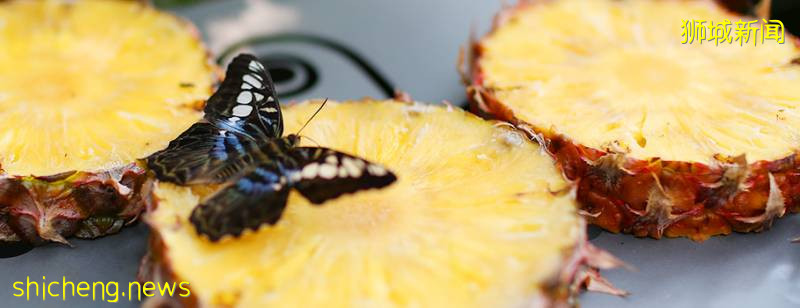 “花園裏的機場”都有哪些花園呢!