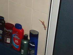 突發！這個海灘驚現一群巨型椰子蟹，還搶燒烤吃！新加坡也被鳄魚、蜥蜴、蟒蛇、水獺、猴子、野豬、野雞嚇到過