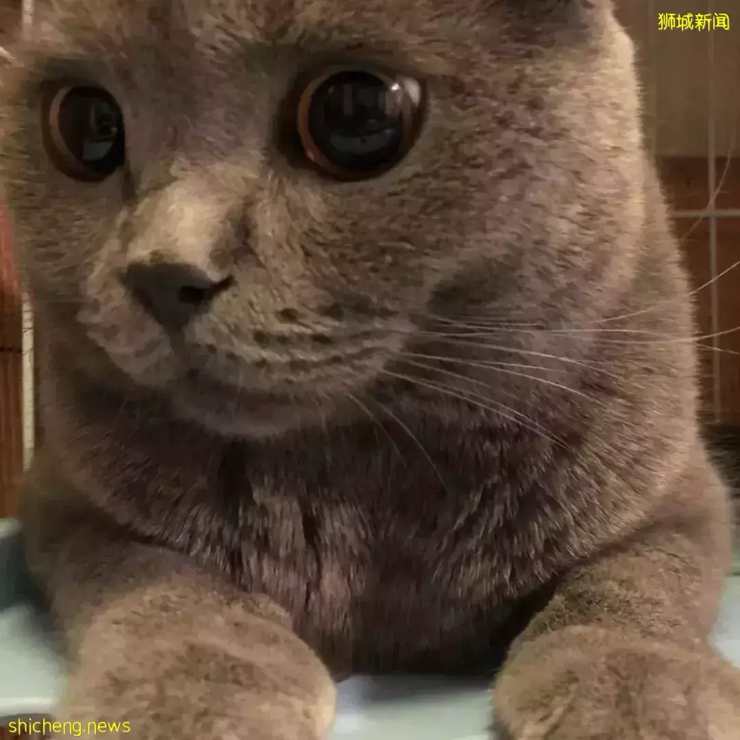 耗时6个月,隔离30天,我的宝贝终于来新加坡跟我团聚了