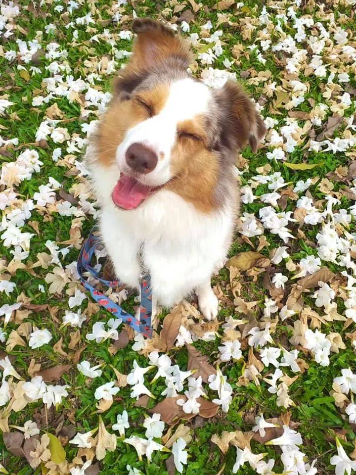 李顯龍總理發了一個帖子，評論區瞬間被淹沒