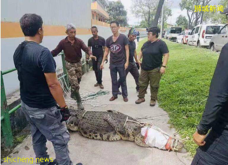 新加坡人看到鳄鱼第一反应:蜂拥围观!抢镜拍照!鳄鱼估计快被吓尿了