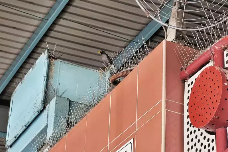 狮城巴刹熟食中心鸽子八哥猖獗 碗盘收集站:鸟粪从天降