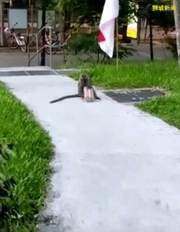 我要报警!新加坡的野猴冲进超市抢面包,惊呆路人