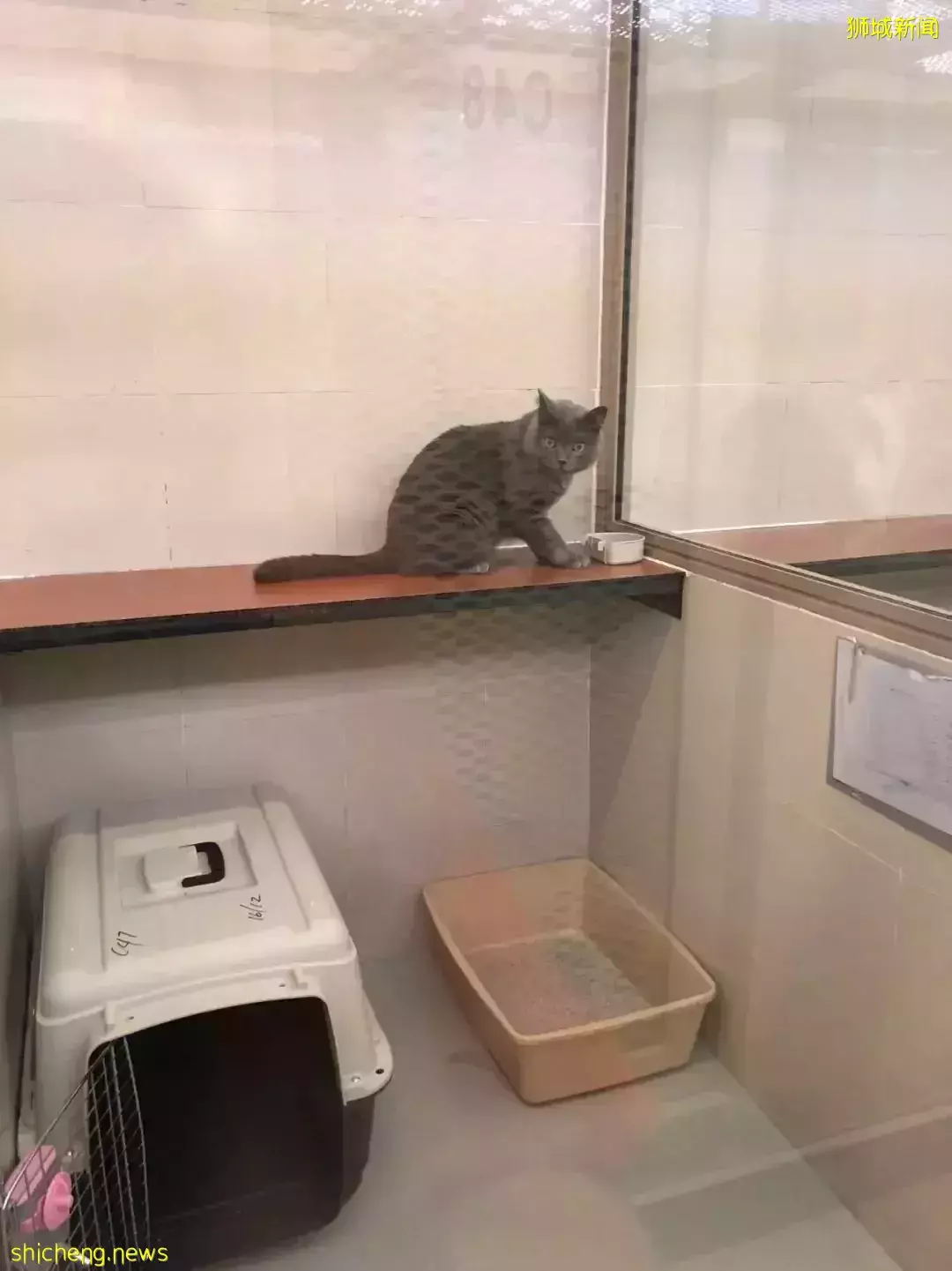 耗时6个月,隔离30天,我的宝贝终于来新加坡跟我团聚了