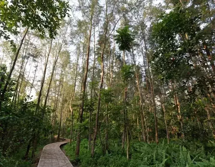 不用坐船，走路就能到！新加坡北部神秘離島，原始森林風光