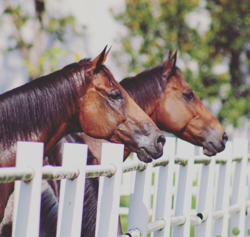 射箭、騎馬、卡丁車、花藝...新加坡的周末原來可以這麽好玩