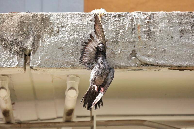 不堪鸽扰  残忍阿伯 放血吊尸