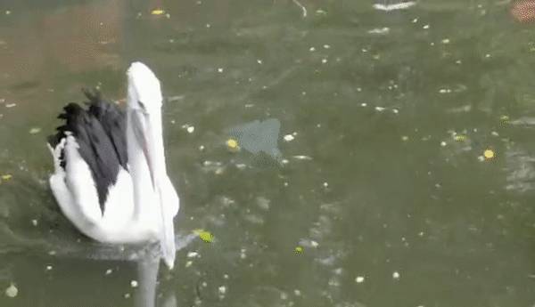 免費送票!帶倆娃嗨翻亞洲最大飛禽園,400多種5000多只鳥,一路驚喜不斷