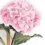 超劃算鮮花網購店合集!低至10新,全島免費送,1日內到付