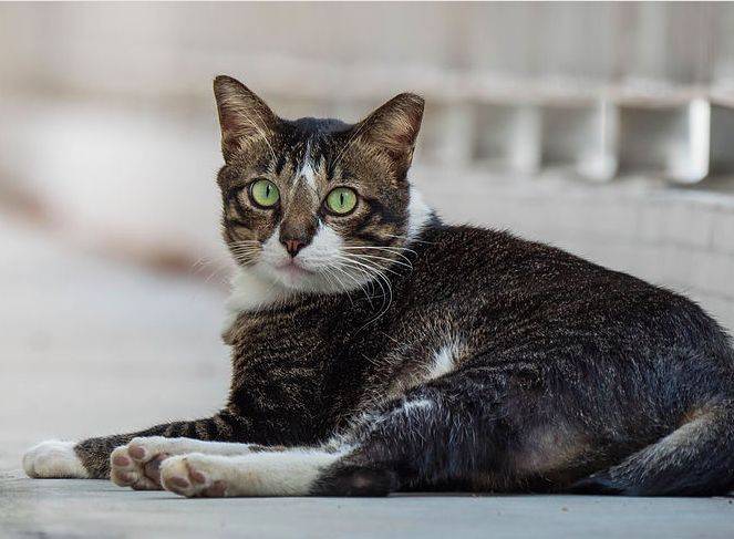 小坡島留學 NUS 校園撸貓攻略