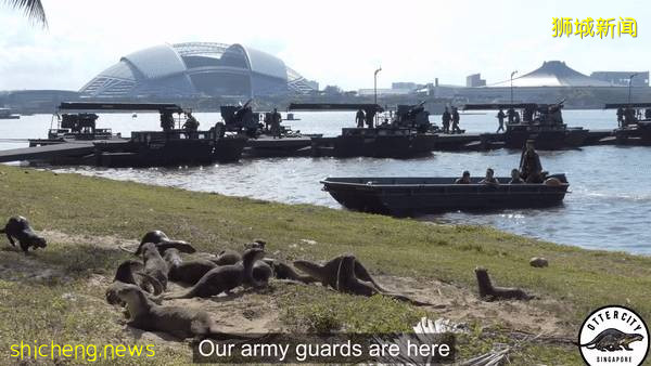 好暖心!新加坡“水獺尋親記”走紅,“這是幫黑勢力內定接班人”