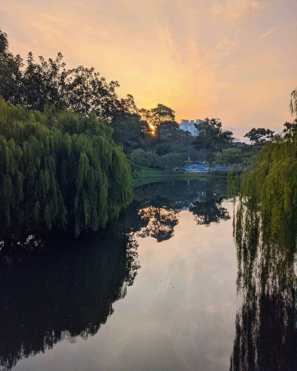 打卡新发现👉碧山宏茂桥公园📍自然景观+莲花池塘+湖畔舞台,遛狗散步不忘拍拍照💕