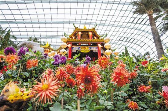 新年去新加坡旅游一定要去看“大丽花之梦”花卉展
