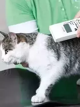 耗时6个月,隔离30天,我的宝贝终于来新加坡跟我团聚了