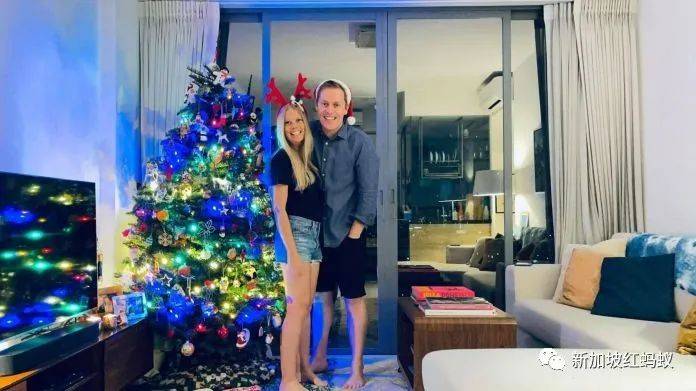 不能出國就買棵聖誕樹? 新加坡聖誕樹竟“一樹難求”