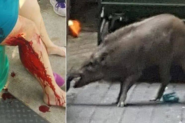 別在 NTU 餵豬了!新加坡的野生動物可不好惹