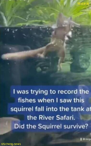 新加坡小松鼠不慎落水疯狂自救,网友拍下全程引发全网关注