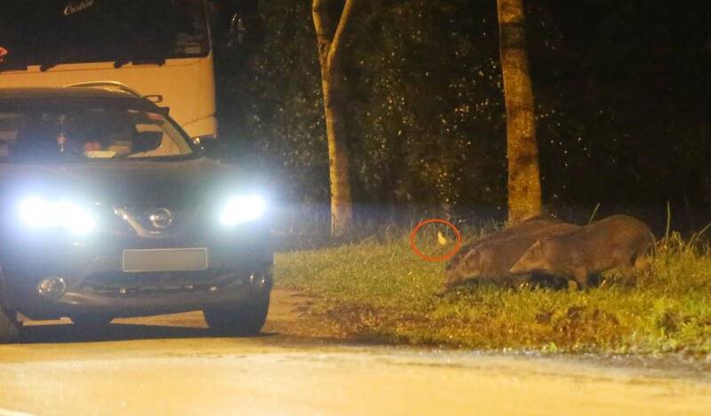 ◤喂食野猪Part 3◢ 罚再重 没在怕  男女摸黑喂到饱才走