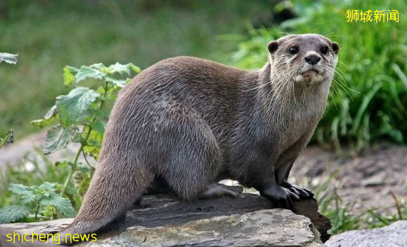 新加坡如何在城市化和与野生动物共存取得平衡?自然公园网络计划即将实施,居民可在10分钟内到达公园