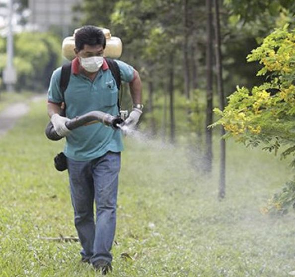 新加坡骨痛热症死亡人数创12年新高!