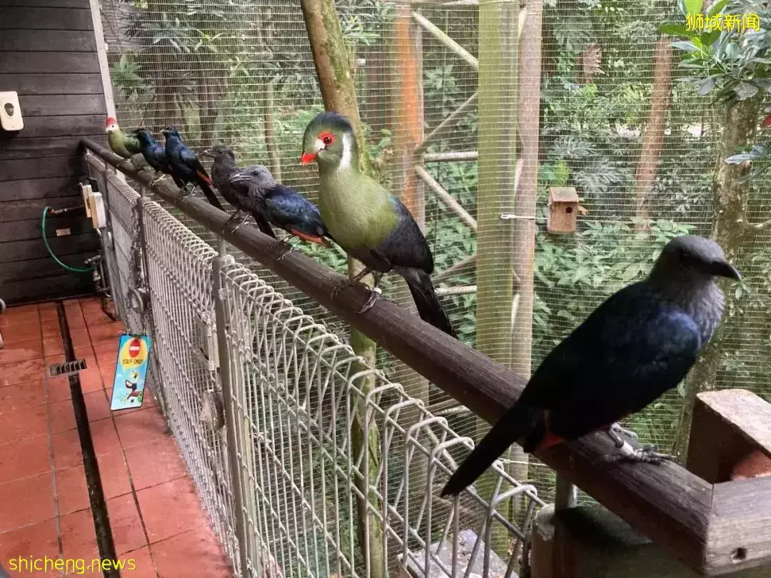 小朋友超爱！裕廊飞禽公园露营！和火烈鸟一起度过美好夜晚