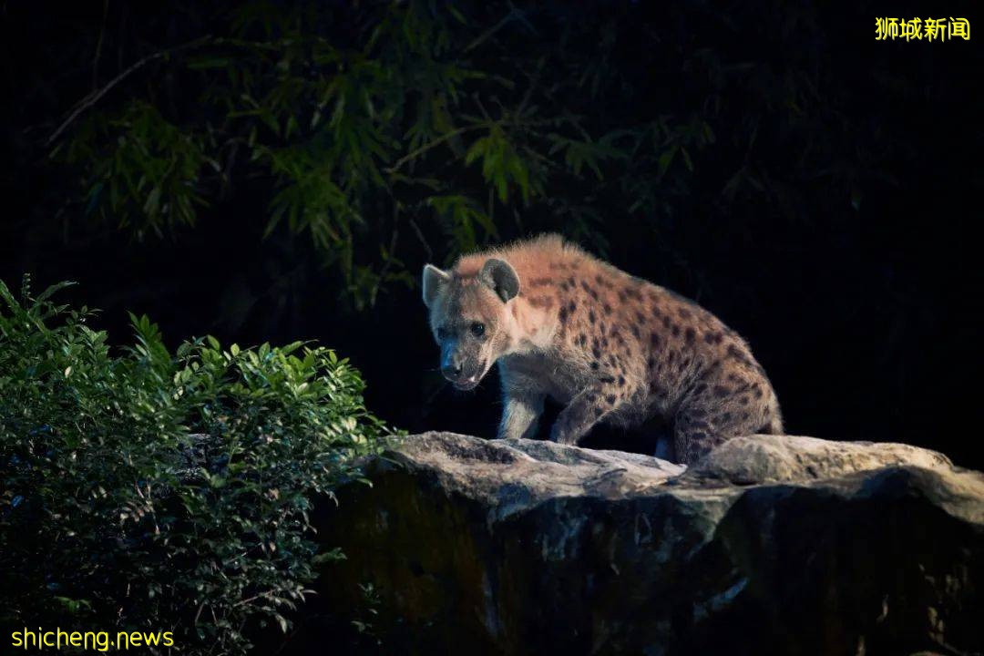 在新加坡野生動物園來一場VIP營地晚宴是怎樣非凡的體驗