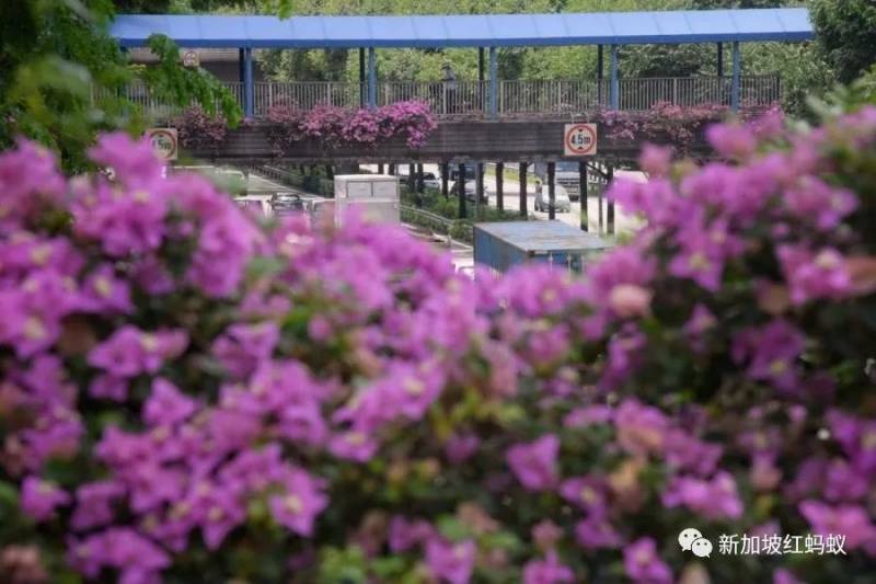 北半球9月刚入秋,新加坡却迎来“第二春”