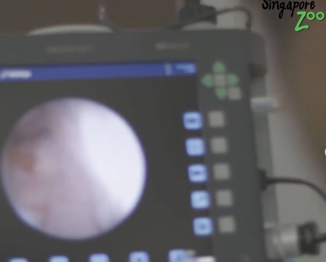 激萌！“獅子王”出生在新加坡動物園！網友：好想擁有一只