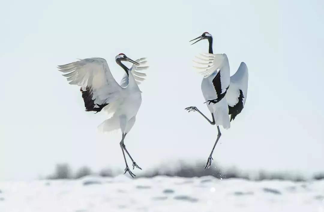 “黑龍江非常冰雪之旅”在新加坡上線