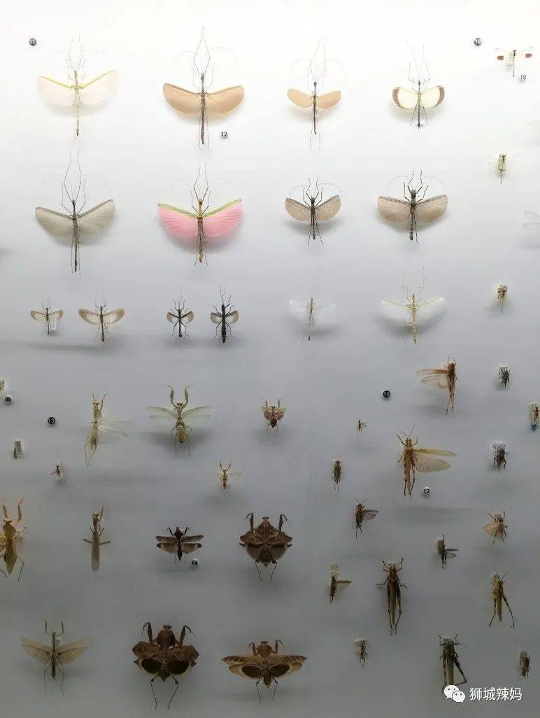 恐龍化石、抹香鯨骨架、初代巨星阿明……100W+動植物標本竟然藏在新加坡這個地方