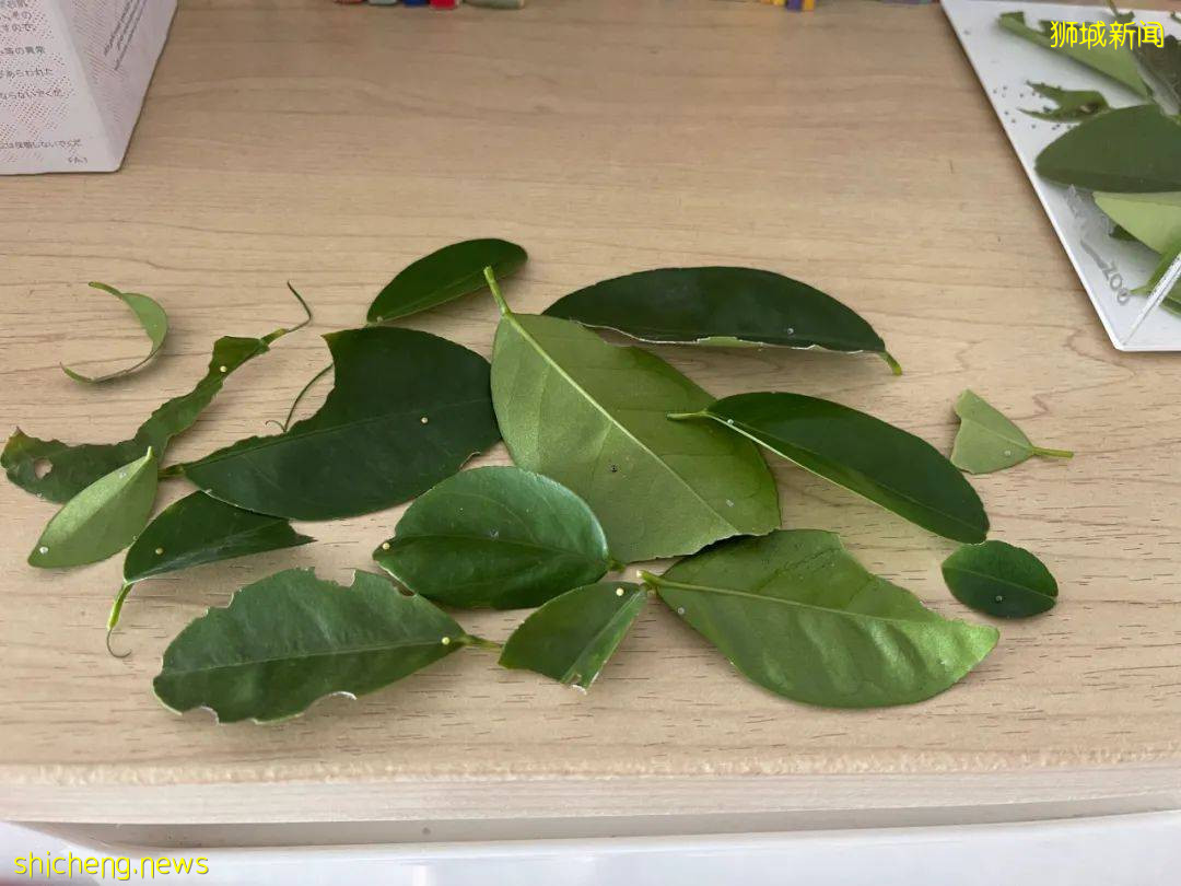 別人家養貓養狗當寵物,我兒子卻喜歡在新加坡養毛毛蟲